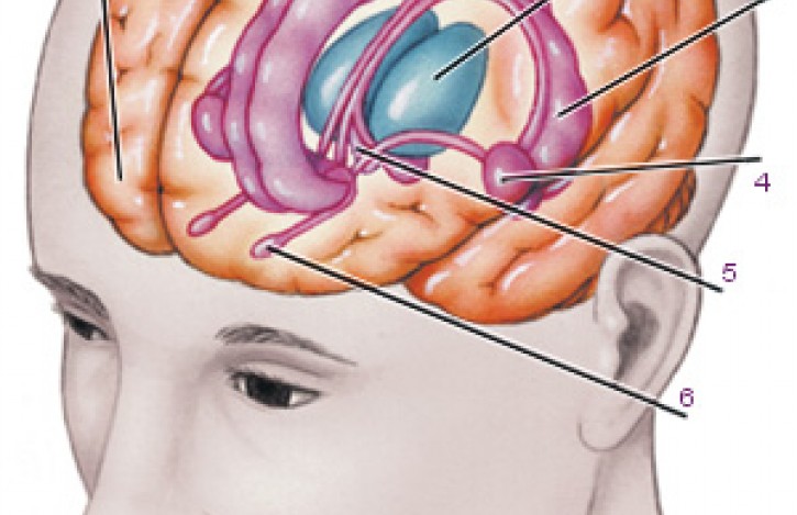 Хипоталамус – център на настроението, спането, яденето, пиенето и …
